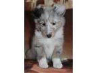 Shetland Sheepdog Puppy for sale in Owosso, MI, USA