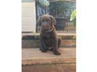 Labrador Retriever Puppy for sale in Kemp, TX, USA