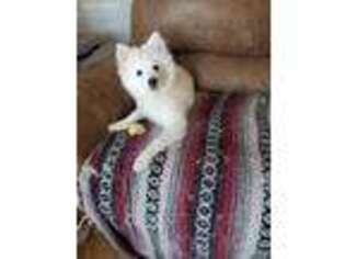 American Eskimo Dog Puppy for sale in Tumtum, WA, USA