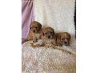 Cavapoo Puppy for sale in Bethel, PA, USA