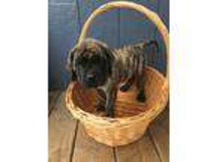 Mastiff Puppy for sale in Rising Sun, IN, USA