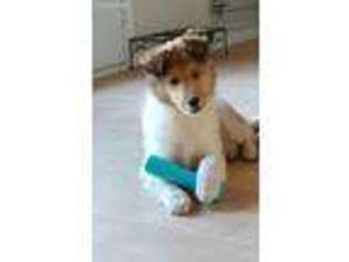 Collie Puppy for sale in Fort Stewart, GA, USA