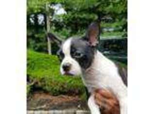 Boston Terrier Puppy for sale in North Brunswick, NJ, USA