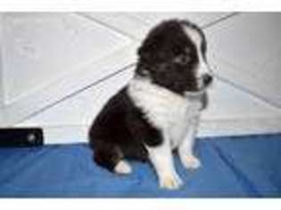 Australian Shepherd Puppy for sale in Midlothian, TX, USA