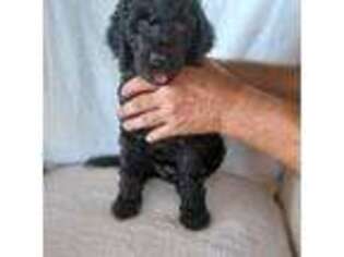 Labradoodle Puppy for sale in Galax, VA, USA
