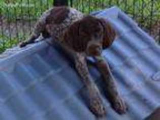 German Shorthaired Pointer Puppy for sale in Plant City, FL, USA
