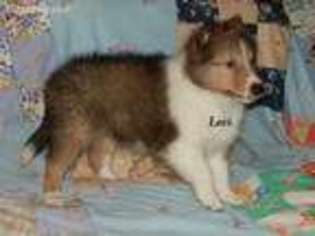 Shetland Sheepdog Puppy for sale in Louisville, KY, USA