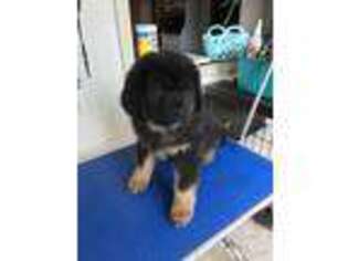 Tibetan Mastiff Puppy for sale in Bloomer, WI, USA