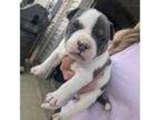 Mutt Puppy for sale in Lebanon, TN, USA