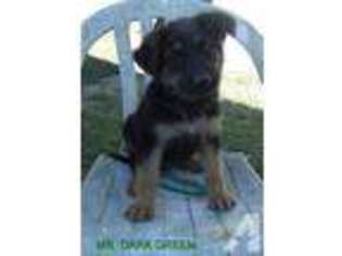 German Shepherd Dog Puppy for sale in WARREN, OH, USA