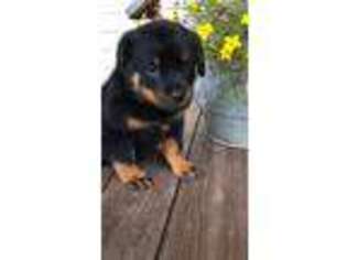 Rottweiler Puppy for sale in Melcroft, PA, USA