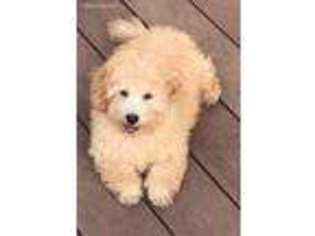 Labradoodle Puppy for sale in Lindenhurst, NY, USA