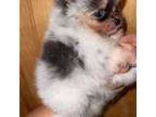 Pomeranian Puppy for sale in Brush, CO, USA