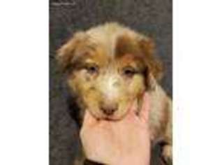 Australian Shepherd Puppy for sale in Alverton, PA, USA