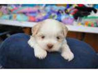 Lhasa Apso Puppy for sale in Titusville, FL, USA