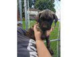 Mastiff Puppy for sale in Leroy, MI, USA