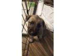 Irish Wolfhound Puppy for sale in Luling, TX, USA