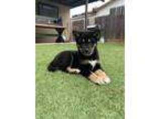 Shiba Inu Puppy for sale in San Diego, CA, USA