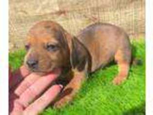 Dachshund Puppy for sale in Tulsa, OK, USA