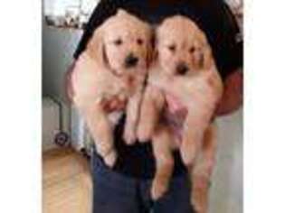 Golden Retriever Puppy for sale in Wellington, OH, USA