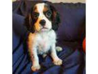 Cavalier King Charles Spaniel Puppy for sale in Melbourne, AR, USA
