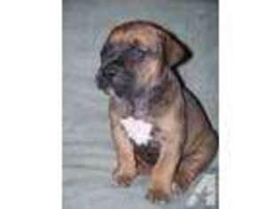 Mutt Puppy for sale in MARTVILLE, NY, USA