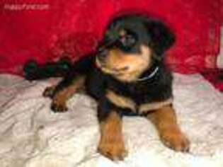 Rottweiler Puppy for sale in Vian, OK, USA