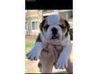 Bulldog Puppy for sale in Westminster, CO, USA