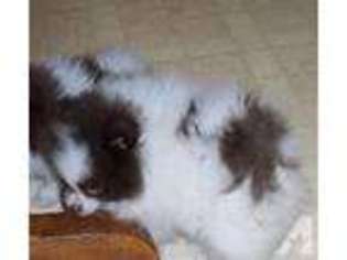 Pomeranian Puppy for sale in URBANA, OH, USA