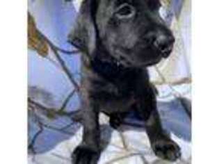 Labrador Retriever Puppy for sale in Plymouth, WA, USA