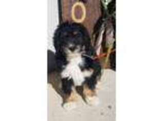 Mutt Puppy for sale in Harlan, IN, USA