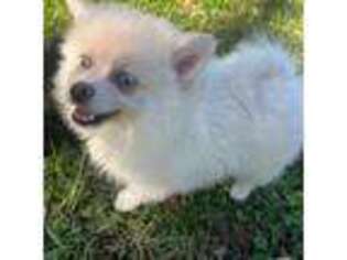 Pomeranian Puppy for sale in Winter Haven, FL, USA
