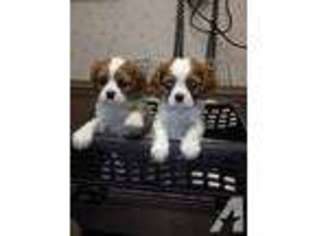 Cavalier King Charles Spaniel Puppy for sale in BUNNLEVEL, NC, USA