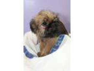 Brussels Griffon Puppy for sale in Brooklyn, NY, USA