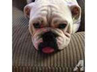 Bulldog Puppy for sale in GRAND RAPIDS, MI, USA
