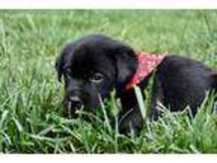 Labrador Retriever Puppy for sale in Knoxville, TN, USA