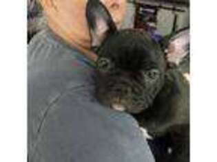 French Bulldog Puppy for sale in Somersworth, NH, USA