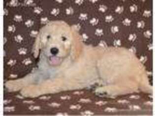 Goldendoodle Puppy for sale in Apalachin, NY, USA