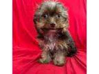 Yorkshire Terrier Puppy for sale in Valencia, CA, USA