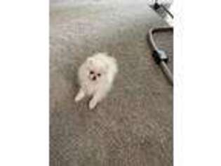 Pomeranian Puppy for sale in Palm Desert, CA, USA