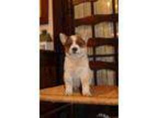 Australian Cattle Dog Puppy for sale in Gloversville, NY, USA