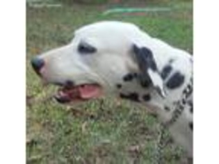 Dalmatian Puppy for sale in Lake Charles, LA, USA