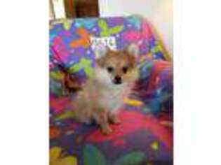 Pomeranian Puppy for sale in Lovington, NM, USA