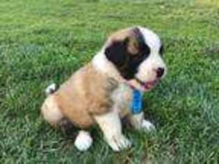 Saint Bernard Puppy for sale in East Earl, PA, USA