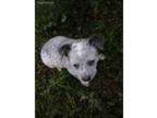 Australian Cattle Dog Puppy for sale in Fountain, CO, USA