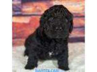 Spanish Water Dog Puppy for sale in Conroe, TX, USA