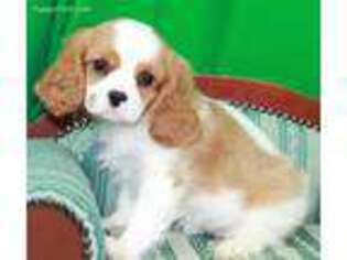 Cavalier King Charles Spaniel Puppy for sale in Dayton, TX, USA