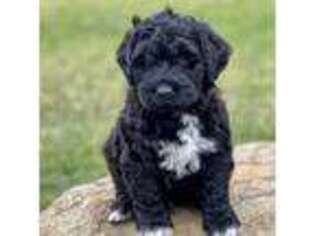 Portuguese Water Dog Puppy for sale in Stevens, PA, USA