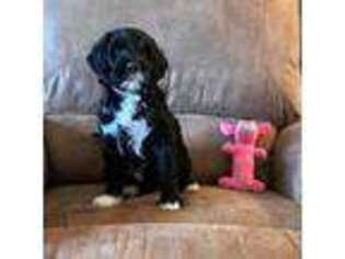 Portuguese Water Dog Puppy for sale in Huffman, TX, USA