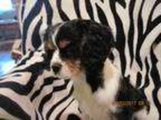 Cavalier King Charles Spaniel Puppy for sale in Phillipsburg, MO, USA